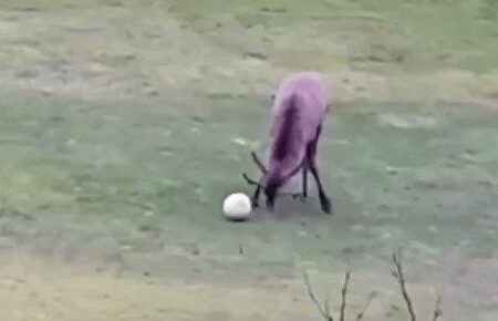 Lo nunca visto: ¡un ciervo marca un gol y lo celebra!