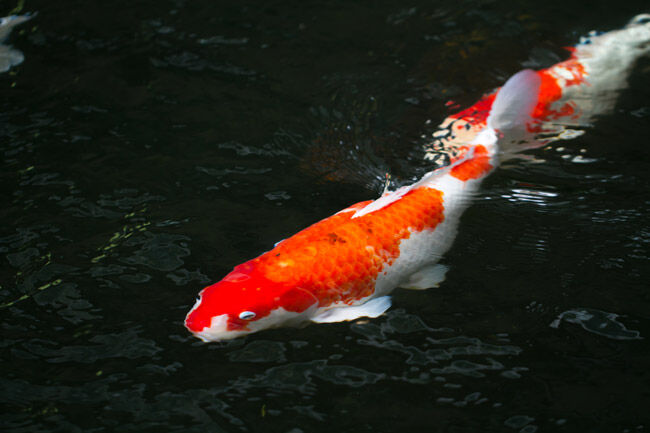 El pez koi, la mascota acuática más cara del mundo