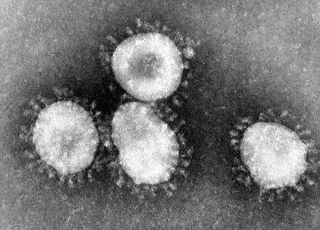 coronavirus-wikipedia.jpg