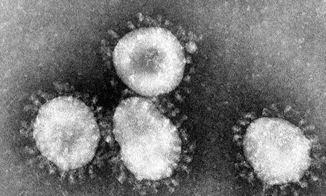 Coronavirus |  Wikipedia