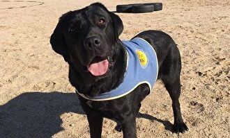 Pocahontas, la perra robada a punta de pistola. |  Europa Press