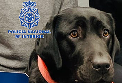 La perra Pocahontas |  Policía Nacional