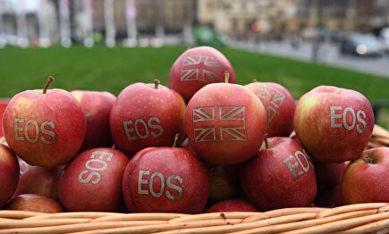 Reparten manzanas con la bandera británica para celebrar el Brexit. |  EFE