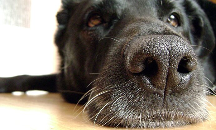 Los activistas piden que se llame a los perros y gatos "compañeros" |  Pixabay