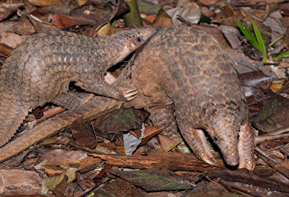 El pangolín, señalado como el animal que transmitió el virus al hombre |  Flickr/CC/Smithsonian's National Zoo