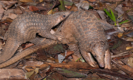 El pangolín, señalado como el animal que transmitió el virus al hombre |  Flickr/CC/Smithsonian's National Zoo