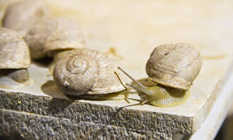 La demanda de caracoles no para de aumentar. |  Caracoles Innovación