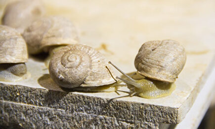 La demanda de caracoles no para de aumentar. |  Caracoles Innovación