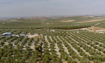 Olivares en Estepa. |  Frobles/Wikipedia