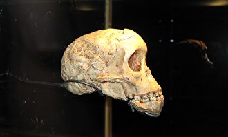 Nuevos datos para desentrañar el intricado pasado de la especie humana |  Flickr/CC/Travis S.