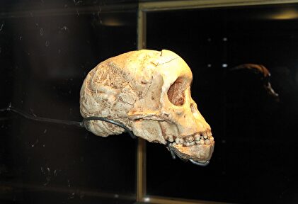 Nuevos datos para desentrañar el intricado pasado de la especie humana |  Flickr/CC/Travis S.