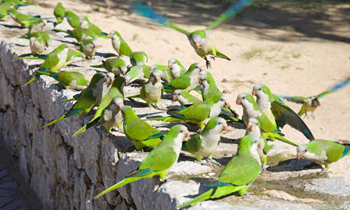 Cotorras en un parque de Madrid |  EFE Verde