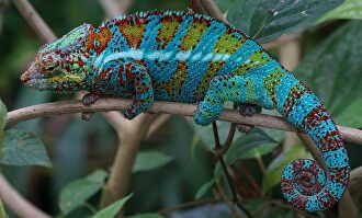 Ejemplar de camaleón. |  Pixabay