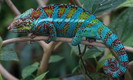 Ejemplar de camaleón. |  Pixabay