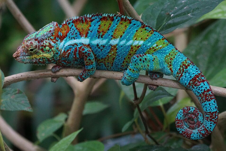 Camaleones. Mucho más que camuflaje Camaleon-azul