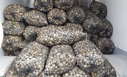 Almeja intervenida en un control en la A-52 por carecer de documentos de trazabilidad |  CONSELLERÍA DO MAR