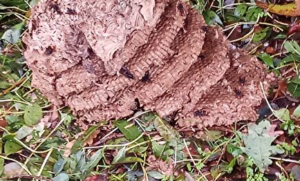 Colmena de avispa velutina |  UNIÓ