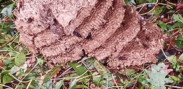 Colmena de avispa velutina |  UNIÓ