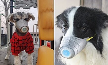 En China se dispara la venta de mascarillas para perros. |  Twitter