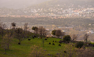 La dehesa: el reino del toro bravo 