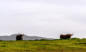 El toreo ya sufre pérdidas de 200 millones | David Alonso Rincón