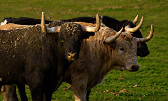 La suspensión de festejos golpea a las ganaderías | David Alonso Rincón