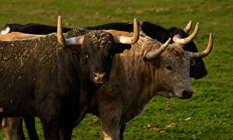 Toros de la ganadería de Victoriano del Río en Madrid. | David Alonso Rincón