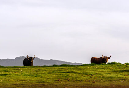 El toreo ya sufre pérdidas de 200 millones | David Alonso Rincón