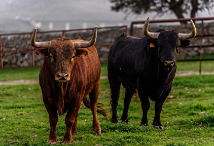 Dos toros en la ganadería de Victoriano del Río en Madrid. | David Alonso Rincón