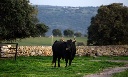 La dehesa: el reino del toro bravo 