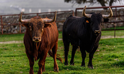 Dos toros en la ganadería de Victoriano del Río en Madrid. | David Alonso Rincón