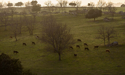 La dehesa: el reino del toro bravo 