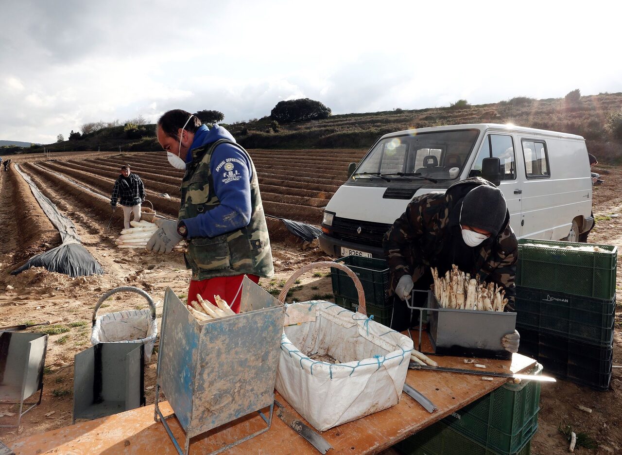 Agricultores, en el cultivo de espárragos en Navarra | EFE