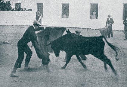 Gallito (de pie) y Guerrita (de rodillas) toreando al alimón en la ganadería de Antonio Guerra. | Palmas y Pitos