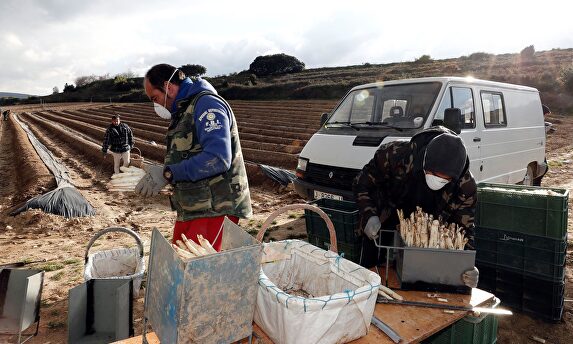 Agricultores, en el cultivo de espárragos en Navarra | EFE