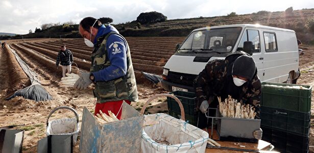 Agricultores, en el cultivo de espárragos en Navarra | EFE