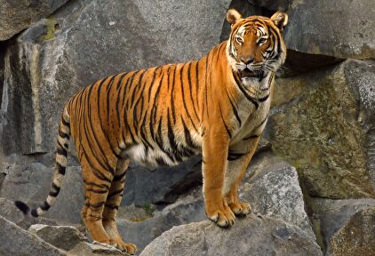 Tigre de Sumatra | Wikipedia