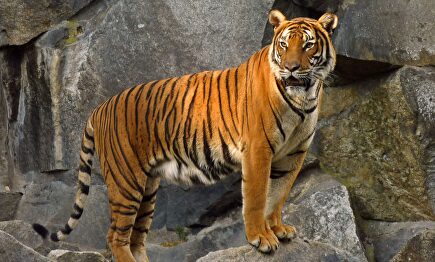 Tigre de Sumatra | Wikipedia