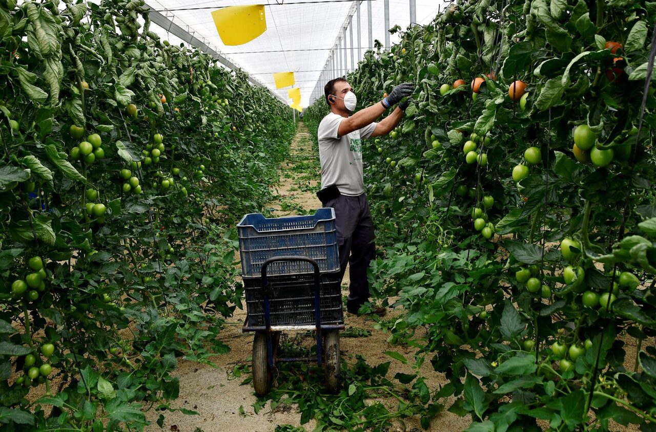 Un agricultor de La Mojonera (Almería) trabaja en la finca familiar | EFE
