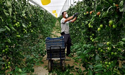 Un agricultor de La Mojonera (Almería) trabaja en la finca familiar | EFE