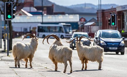 Rebaño de cabras sueltas en una ciudad escocesa. | Cordon Press
