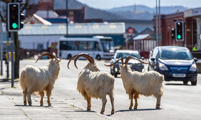 Rebaño de cabras sueltas en una ciudad escocesa. | Cordon Press