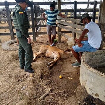 Un futbolista internacional colombiano denuncia que unos jóvenes violaron a una de sus vacas