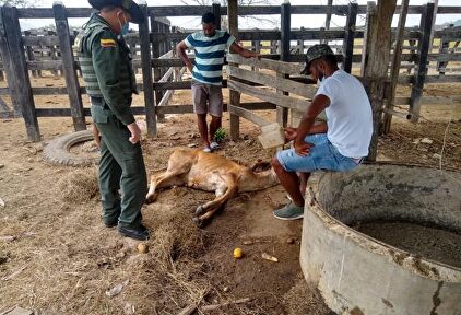 Un futbolista internacional colombiano denuncia que unos jóvenes violaron a una de sus vacas
