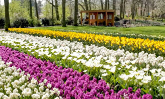 Así es el parque de tulipanes más importante del mundo que cerrará por el coronavirus