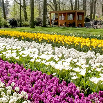 Así es el parque de tulipanes más importante del mundo que cerrará por el coronavirus