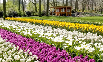 Así es el parque de tulipanes más importante del mundo que cerrará por el coronavirus