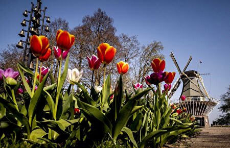 Así es el parque de tulipanes más importante del mundo que cerrará por el coronavirus
