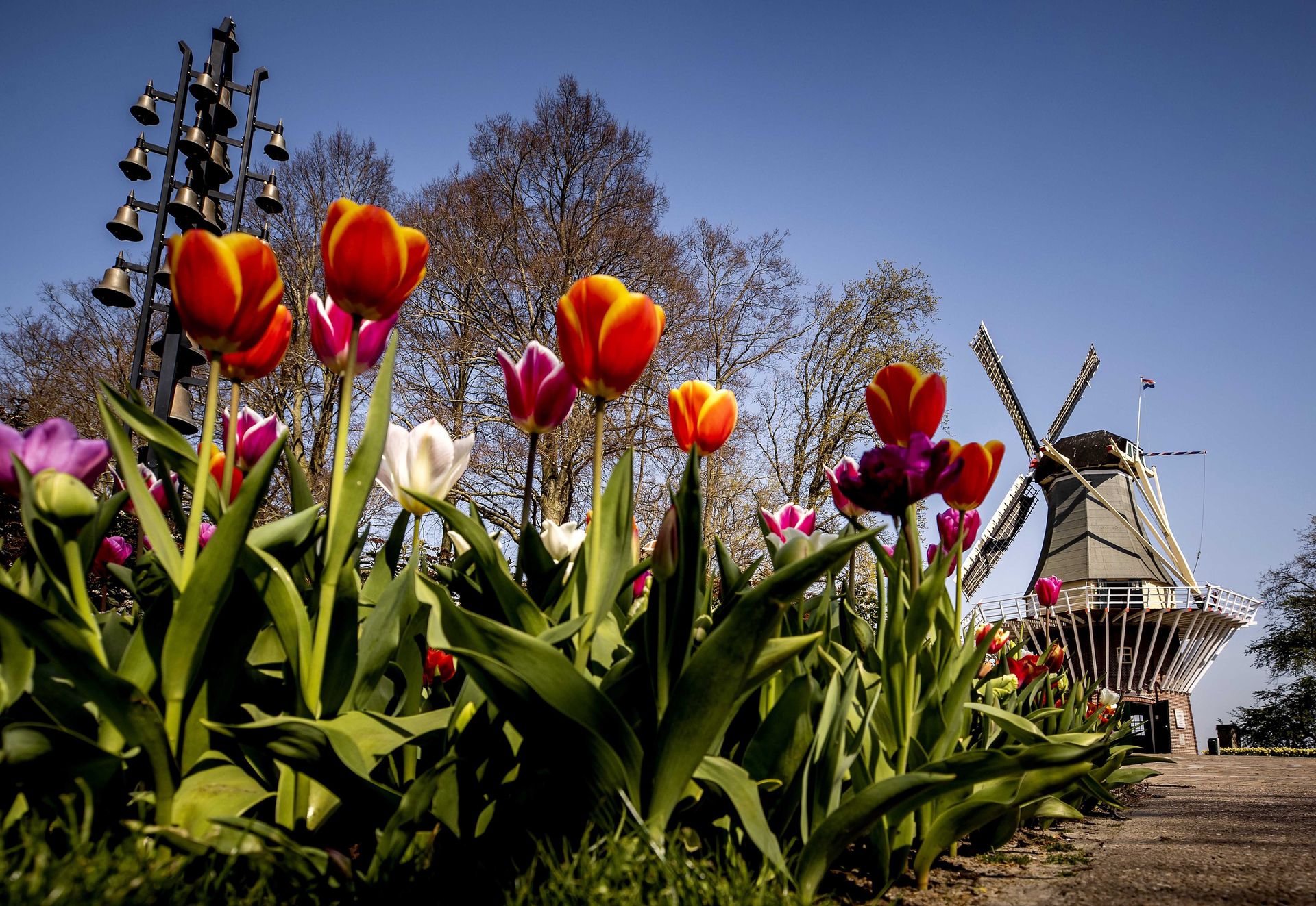 Así es el parque de tulipanes más importante del mundo que no abrirá este  año por el coronavirus - Chic