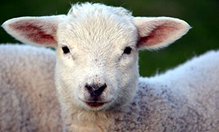 El secor ganadero de los corderos respira tras el acuerdo con Arabia Saudí | Agencias